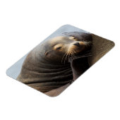 カリフォルニアシーライオン休息 マグネット (左側)