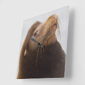 カリフォルニアシーライオン スクエア壁時計 (傾斜)