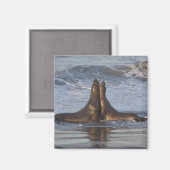 カリフォルニアシーライオン マグネット (正面/裏面)