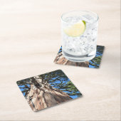 カリフォルニアジャイアント スクエアペーパーコースター (インサイチュ)