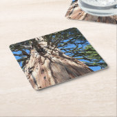 カリフォルニアジャイアント スクエアペーパーコースター (アングル)