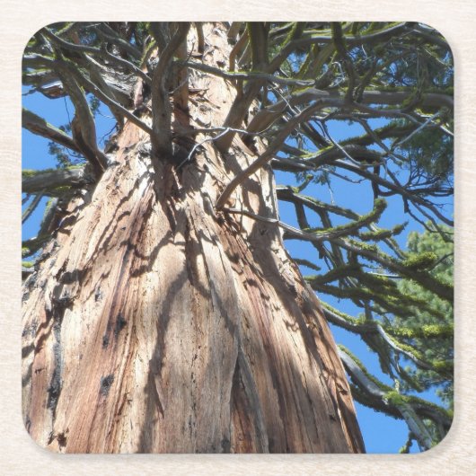 カリフォルニアジャイアント スクエアペーパーコースター (正面)