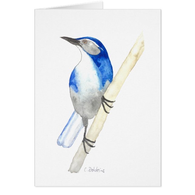 カリフォルニアスクラブジェイ (正面)