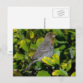 カリフォルニアトホエ ポストカード (正面/裏面)