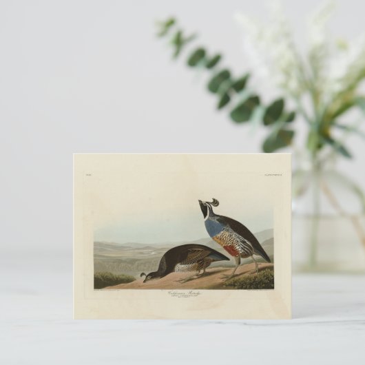 カリフォルニアパトリッジ – オードボンズバードオブアメリカ ポストカード (スタンド正面)