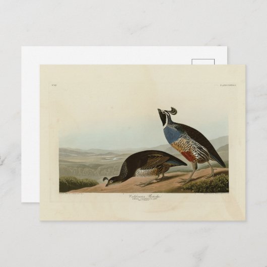 カリフォルニアパトリッジ – オードボンズバードオブアメリカ ポストカード (正面/裏面)