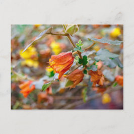 カリフォルニアフランネルブッシュ ポストカード