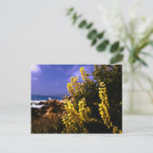 カリフォルニアフローラコーストはがき ポストカード (スタンド正面)