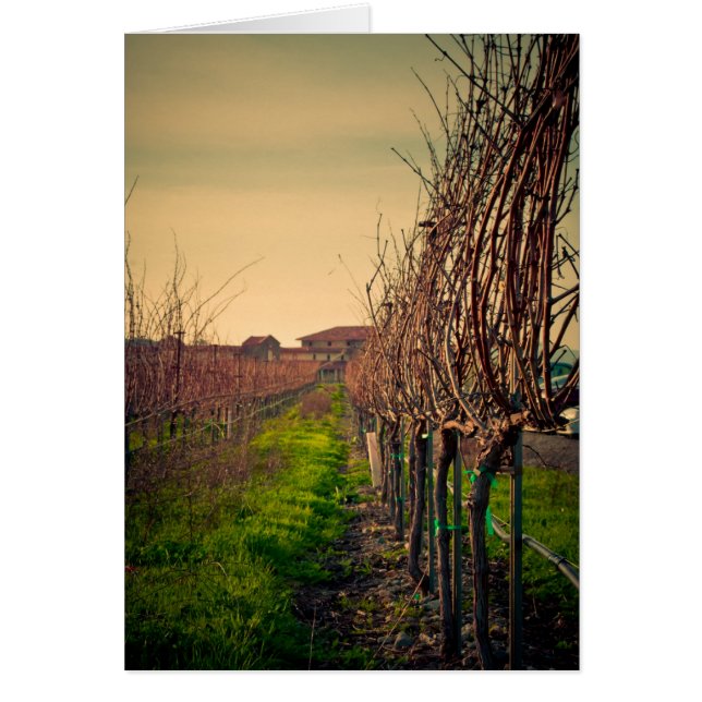 カリフォルニアブドウ園 (正面)