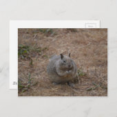 カリフォルニアポチドリス ポストカード (正面/裏面)