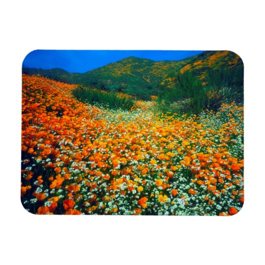 カリフォルニアポピーとポップコーンの野の花 マグネット (横)