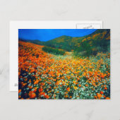カリフォルニアポピーとポップコーンの野花 ポストカード (正面/裏面)