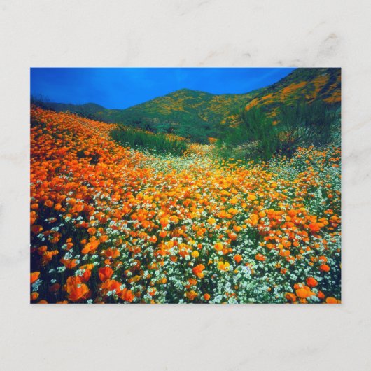 カリフォルニアポピーとポップコーンの野花 ポストカード (正面)