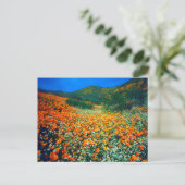 カリフォルニアポピーとポップコーンの野花 ポストカード (スタンド正面)