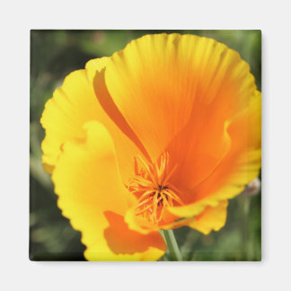 カリフォルニアポピーの花 マグネット