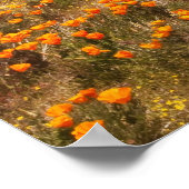 カリフォルニアポピーの野花 ポスター (角)