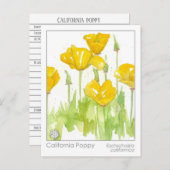 カリフォルニアポピーマテリアメディカハーブ勉強カード ポストカード (正面/裏面)