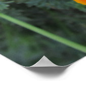 カリフォルニアポピー州フラワーポスター ポスター (角)