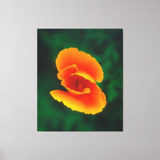 カリフォルニアポピー キャンバスプリント (正面)