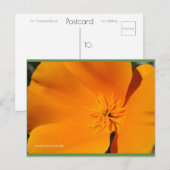 カリフォルニアポピー | ブルービーチソング™はがき ポストカード (正面/裏面)