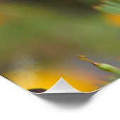 カリフォルニアポピー ポスター (コーナー)