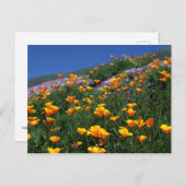 カリフォルニアポピー ポストカード (正面/裏面)