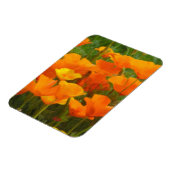 カリフォルニアポピー マグネット (左側)