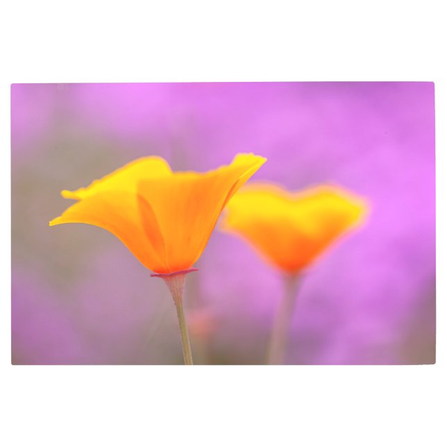 カリフォルニアポピー メタルプリント (正面)