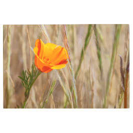 カリフォルニアポピー メタルプリント