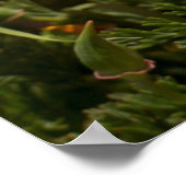 カリフォルニアポピー、モンタナデオロ州パーク ポスター (角)