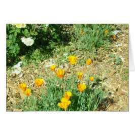 カリフォルニアポピー#6