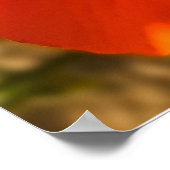 カリフォルニアポピー – California Poppy 3 ポスター (角)