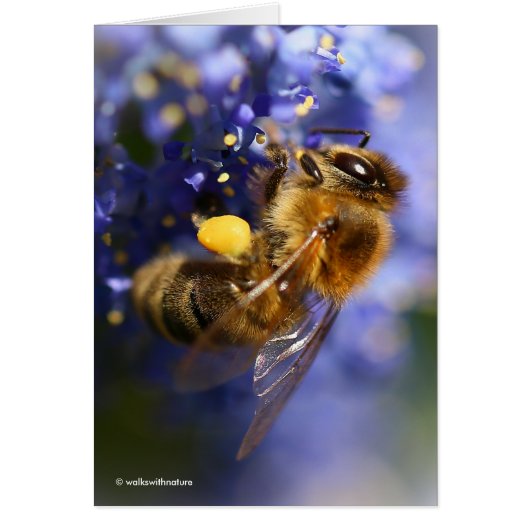 カリフォルニアライラックの美しいハチ (正面)