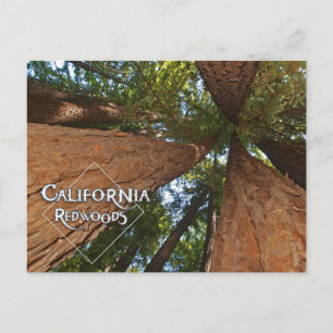 カリフォルニアレッドウッズ – ビッグツリーズポストカード ポストカード