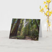 カリフォルニアレッドウッドの挨拶状 カード (黄色い花)
