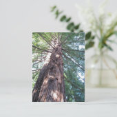 カリフォルニアレッドウッドアップショット ポストカード (スタンド正面)