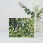 カリフォルニア先住民の色：10月はがき ポストカード (スタンド正面)