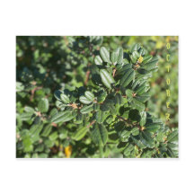 カリフォルニア先住民の色：10月はがき