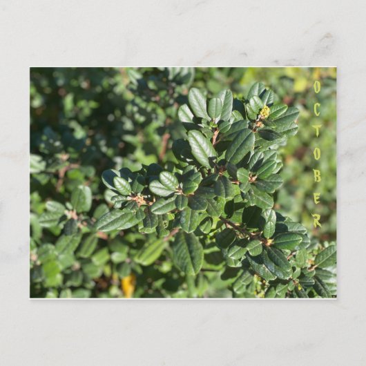 カリフォルニア先住民の色：10月はがき ポストカード (正面)