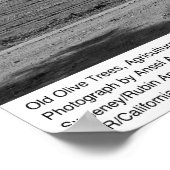 カリフォルニア大学デービス校オールドオリーブ・ツリー ポスター (角)