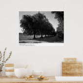 カリフォルニア大学デービス校オールドオリーブ・ツリー ポスター (キッチン)