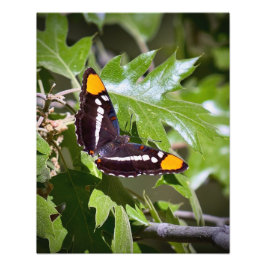 カリフォルニア姉妹蝶オンツリー葉ズ フォトプリント           