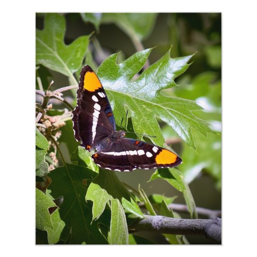 カリフォルニア姉妹蝶オンツリー葉ズ フォトプリント            (正面)