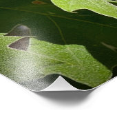 カリフォルニア姉妹蝶オンツリー葉ズ フォトプリント            (角)