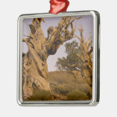 カリフォルニア州の古代ブリスルコーン森林 メタルオーナメント (左)