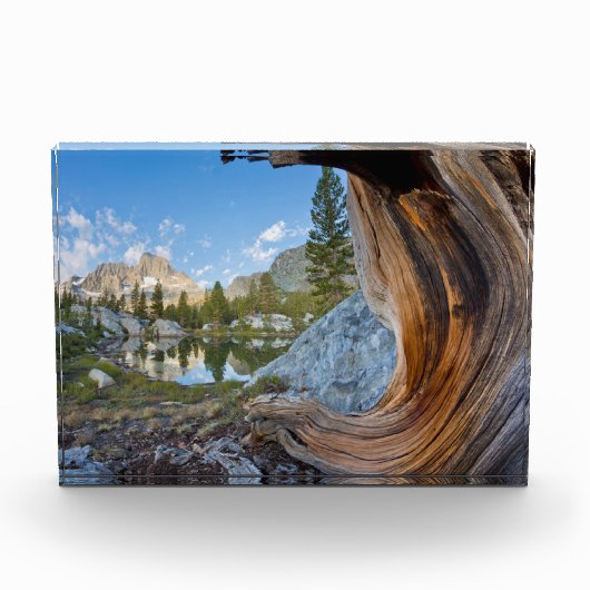 カリフォルニア州の稲葉国有林 フォトブロック (正面)