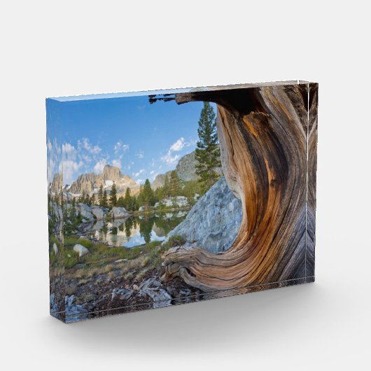 カリフォルニア州の稲葉国有林 フォトブロック (左)