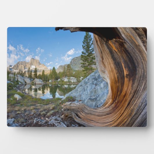 カリフォルニア州の稲葉国有林 フォトプラーク (正面)