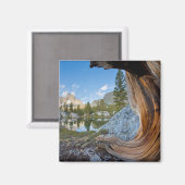 カリフォルニア州の稲葉国有林 マグネット (正面/裏面)