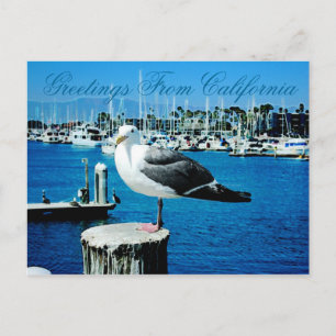 カリフォルニア州のSeagull Shoresはがき ポストカード